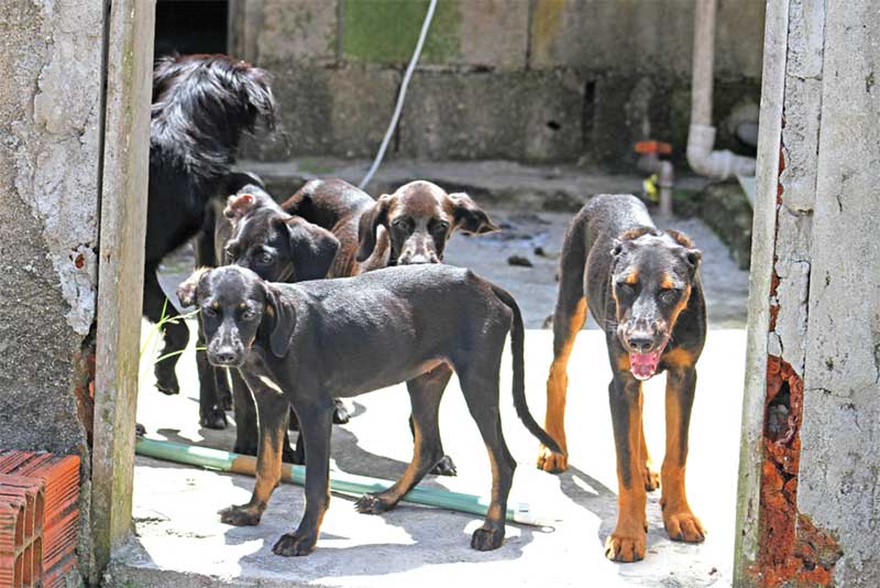 Cães e gatos são abandonados no Jardim Jamaica, em Itanhaém, SP