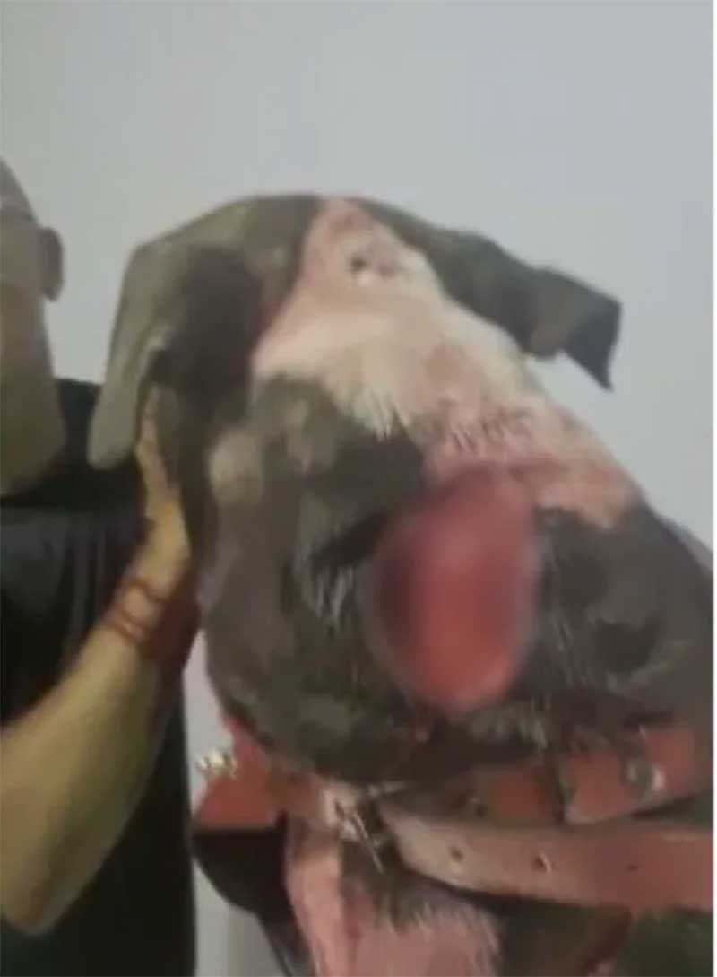 Cachorro é ferido com golpes de facão no litoral de São Paulo — Foto: Reprodução