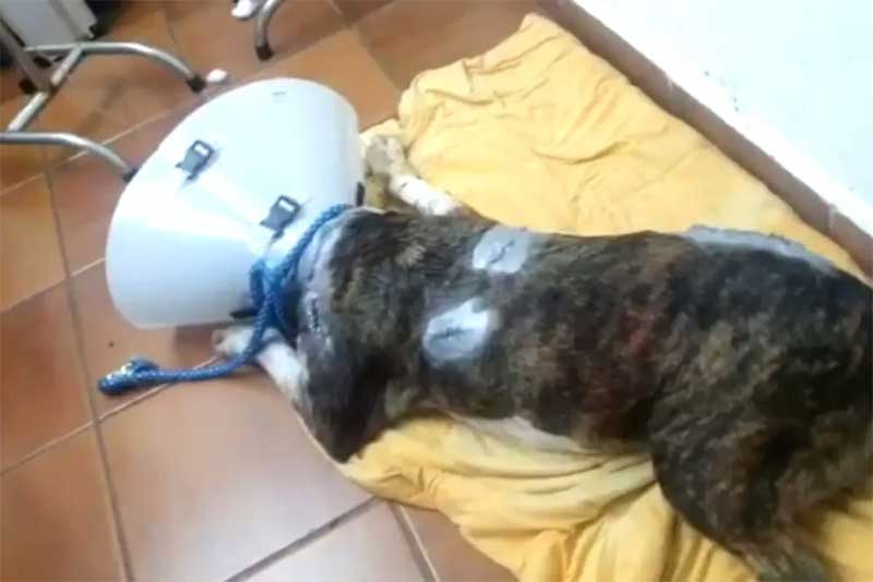 Cão foi levado por vizinhos do tutor à clínica veterinária em Itanhaém (SP) — Foto: Reprodução