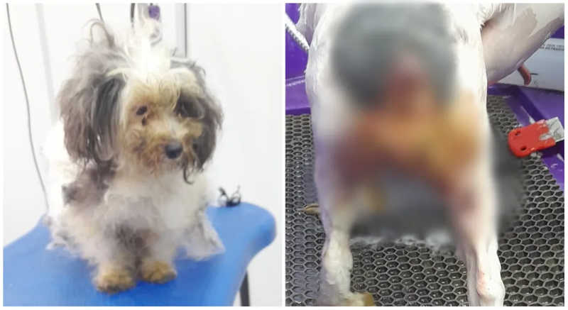 Cão foi encontrado com sinai de maus tratos em Itapaetininga (SP) — Foto: Uipa/Divulgação