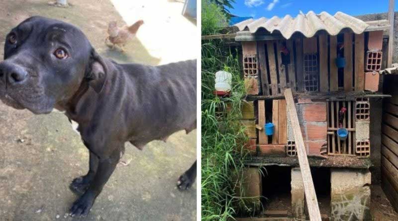 Homem é preso acusado de maus-tratos contra cães e galos em Joanópolis, SP