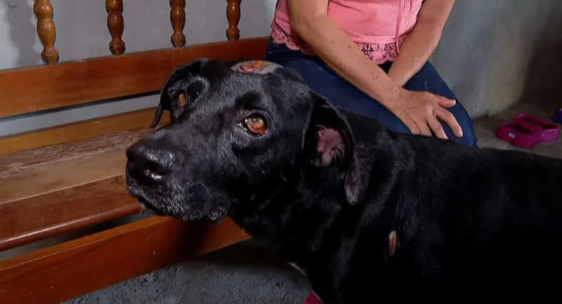 Cão sofre ferimentos graves na cabeça após ser vítima de maus-tratos em Luís Antônio, SP — Foto: Jose Augusto Junior/EPTV