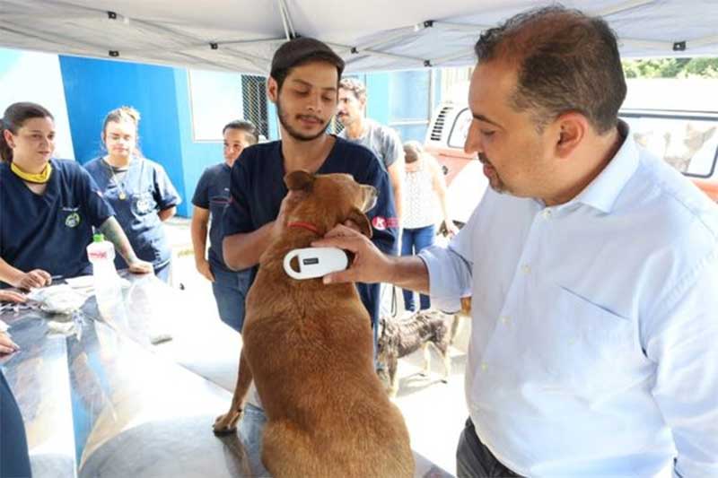 Mauá (SP) promove microchipagem de cães e gatos aptos para adoção