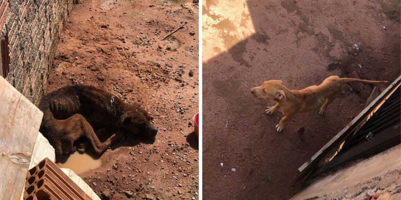 Polícia Ambiental flagra cão enforcado e outro debilitado na região de Rio Preto, SP