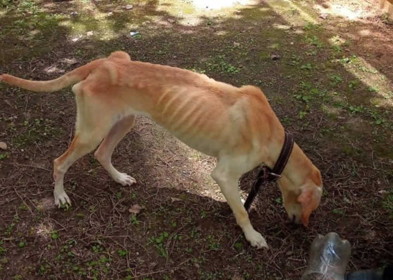 Defesa Animal e CEPATAS participam de flagrante de maus-tratos contra cachorra no Pasin, em Pindamonhangaba, SP