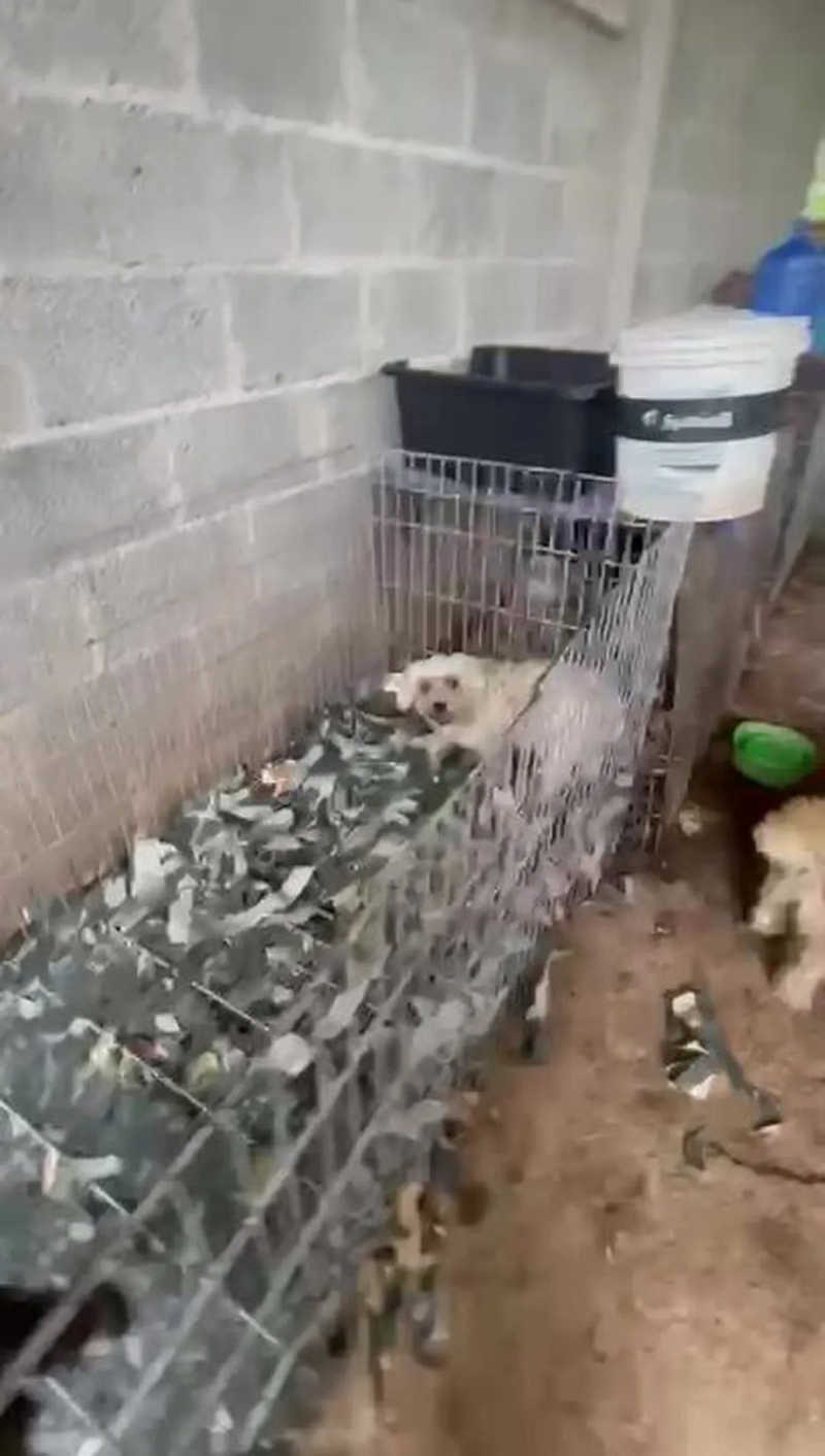 Mais de 50 cães são encontrados em cativeiro ilegal na Grande SP; havia animais mortos e outros, desnutridos