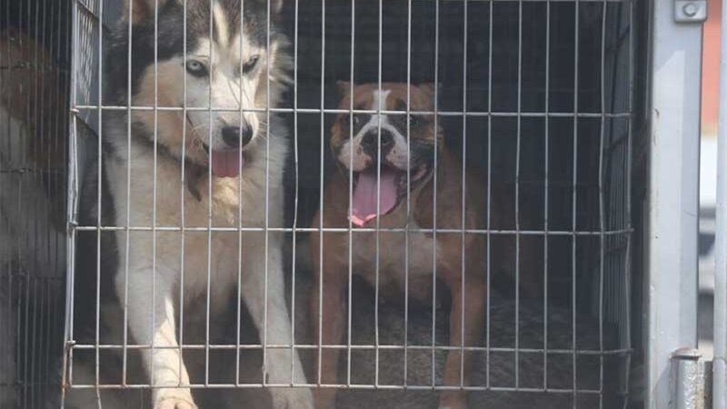 Ribeirão Pires (SP) inicia destinação de cães salvos em canil clandestino