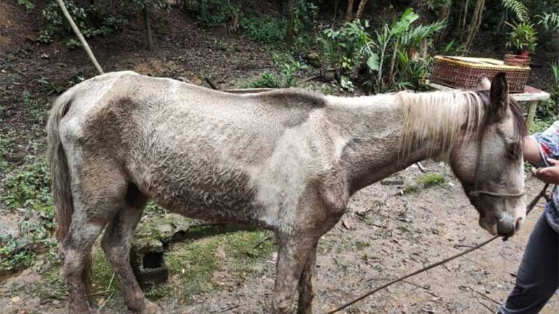 Cavalo, bode, cães, gatos e porcos estão entre os bichos que sofriam em um cativeiro ilegal (Foto: Divulgação/PMRP)