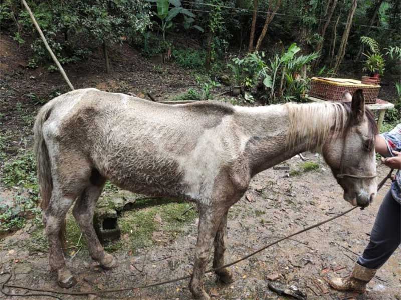 Ribeirão Pires e Mauá (SP) resgatam 17 animais vítimas de maus-tratos