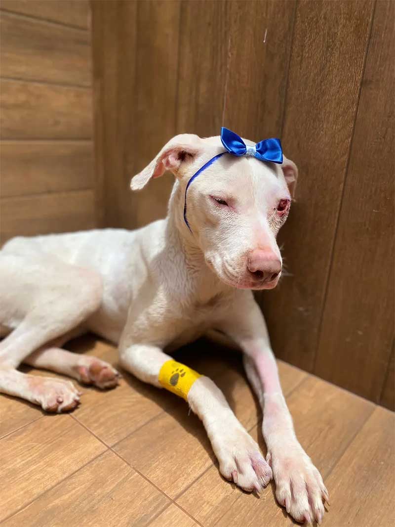 A cadela Catarina foi resgatada em situação de maus-tratos em Ribeirão Preto, SP — Foto: Arquivo pessoal