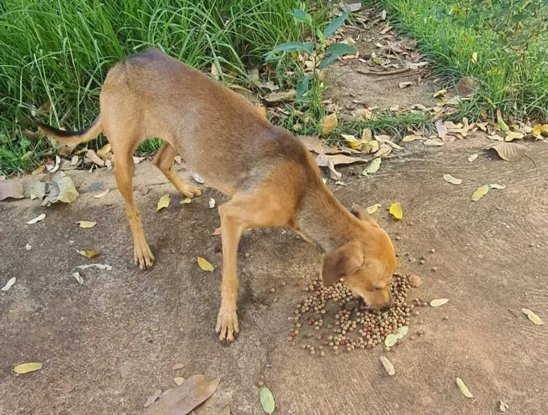Homem foi multado em R$ 3 mil e ainda responderá por crime de maus-tratos a animal abandonado em Rosana (SP) — Foto: Polícia Militar Ambiental