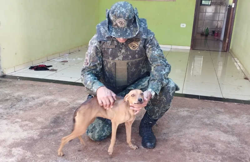 Homem foi multado em R$ 3 mil e ainda responderá por crime de maus-tratos a animal abandonado em Rosana (SP) — Foto: Polícia Militar Ambiental