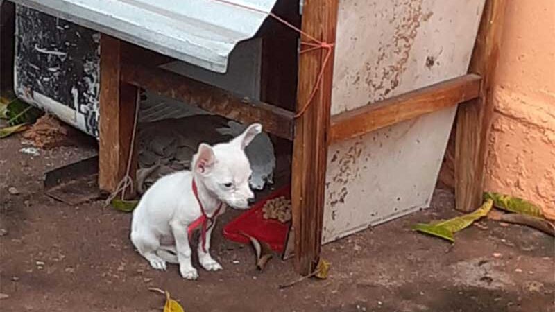 Segundo a polícia, cadela filhote estava amarrada diretamente no pescoço e sem espaço para locomoção (Foto: Cedida/Polícia Militar Ambiental)