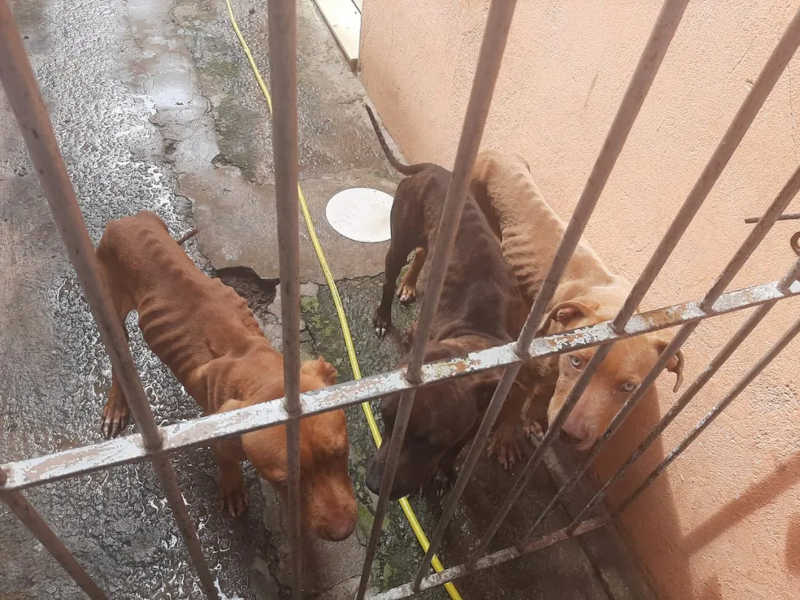 Homem é detido ao manter cachorros em situação de maus-tratos em Tremembé, SP