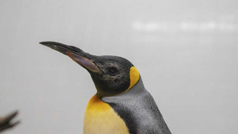 Pinguins idosos operados às cataratas num procedimento único no mundo