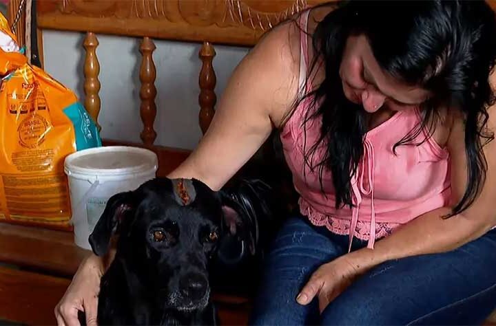 Cachorro é socorrido após voltar para casa da tutora com graves ferimentos em Luís Antônio, SP — Foto: Jose Augusto Junior/EPTV