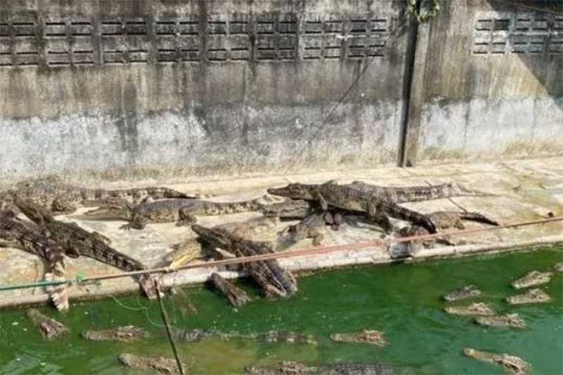 Crocodilos canibais: animais são abandonados e passam a comer uns aos outros
