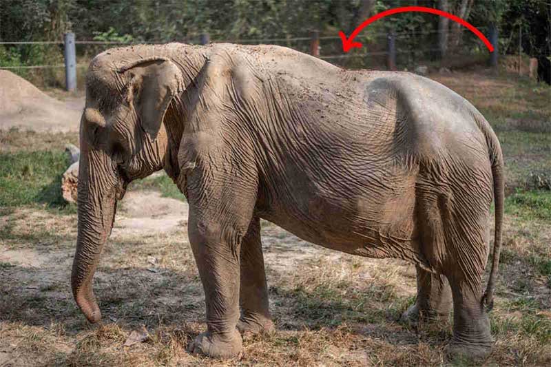 Denúncia: costas dos elefantes ficam deformadas ao carregar turistas na Tailândia