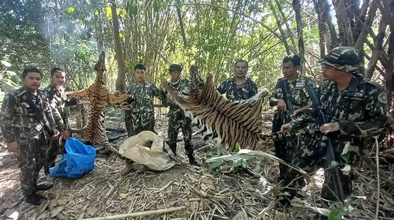 Caçadores furtivos condenados a 5 anos de prisão por matarem tigre fêmea e a sua cria