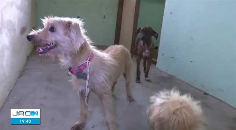 Mais de 500 animais de estimação estão em abrigo no Parque de Exposições por conta de enchente no Acre