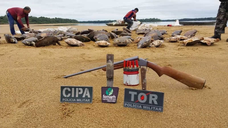 Mais de 100 tartarugas são resgatadas em operação no baixo Rio Branco, em Roraima