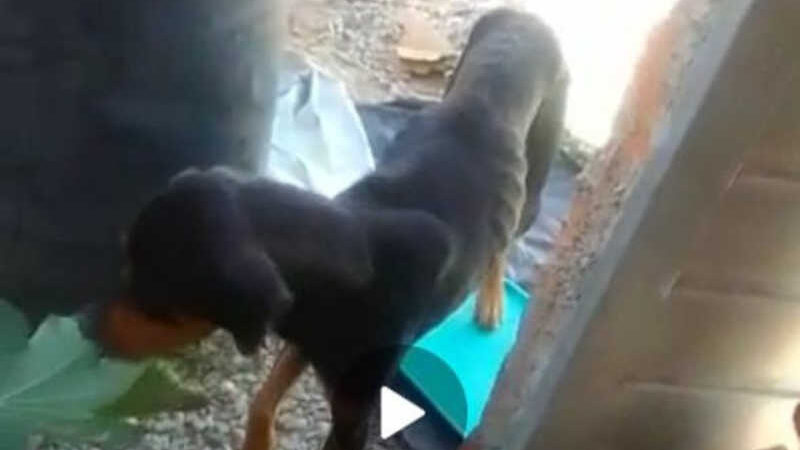 Maus-tratos: cão desnutrido é resgatado e homem é levado à delegacia em Arapiraca, AL