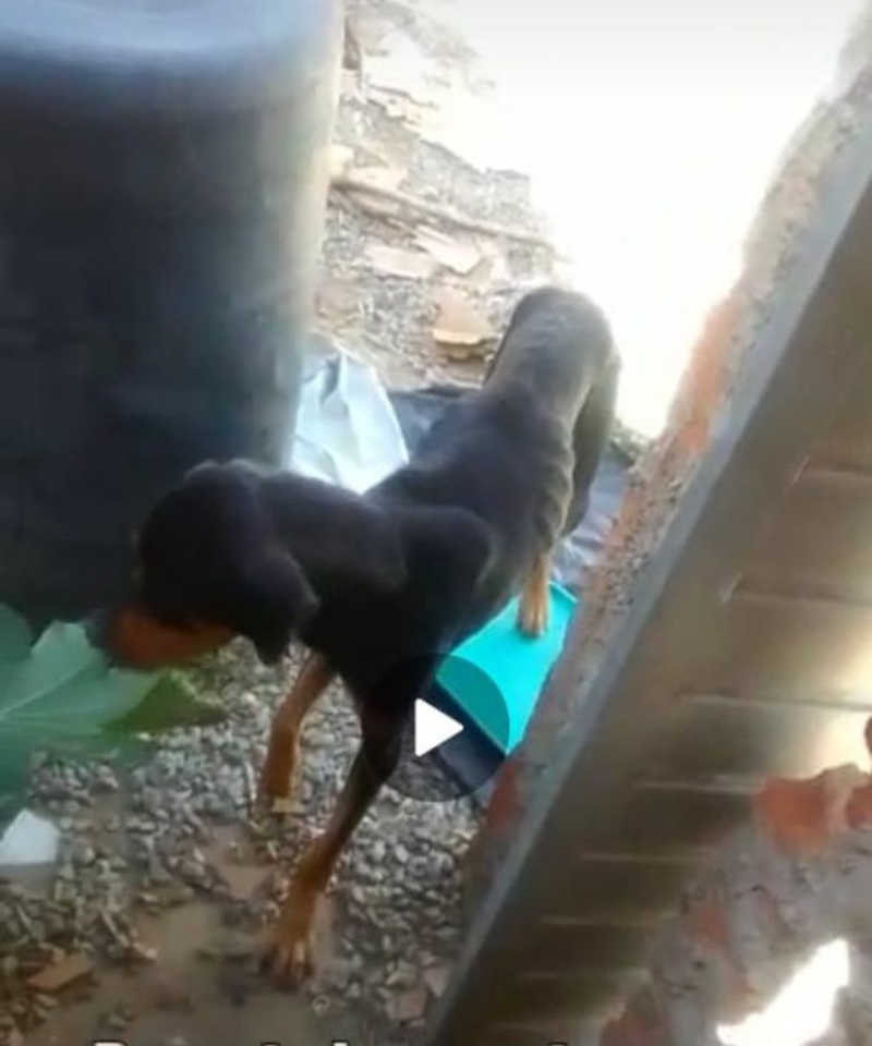 Maus-tratos: cão desnutrido é resgatado e homem é levado à delegacia em Arapiraca, AL