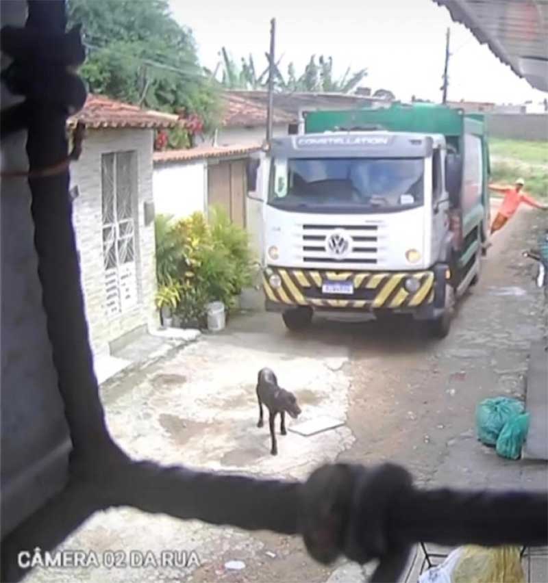 Funcionário joga cão ‘no lixo’ após caminhão de coleta atropelar animal; envolvidos foram demitidos