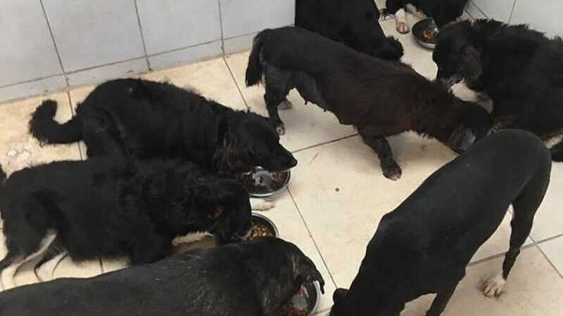 Maceió: cinco cães morrem em quatro dias em casa do bairro do Farol e tutor denuncia envenenamento