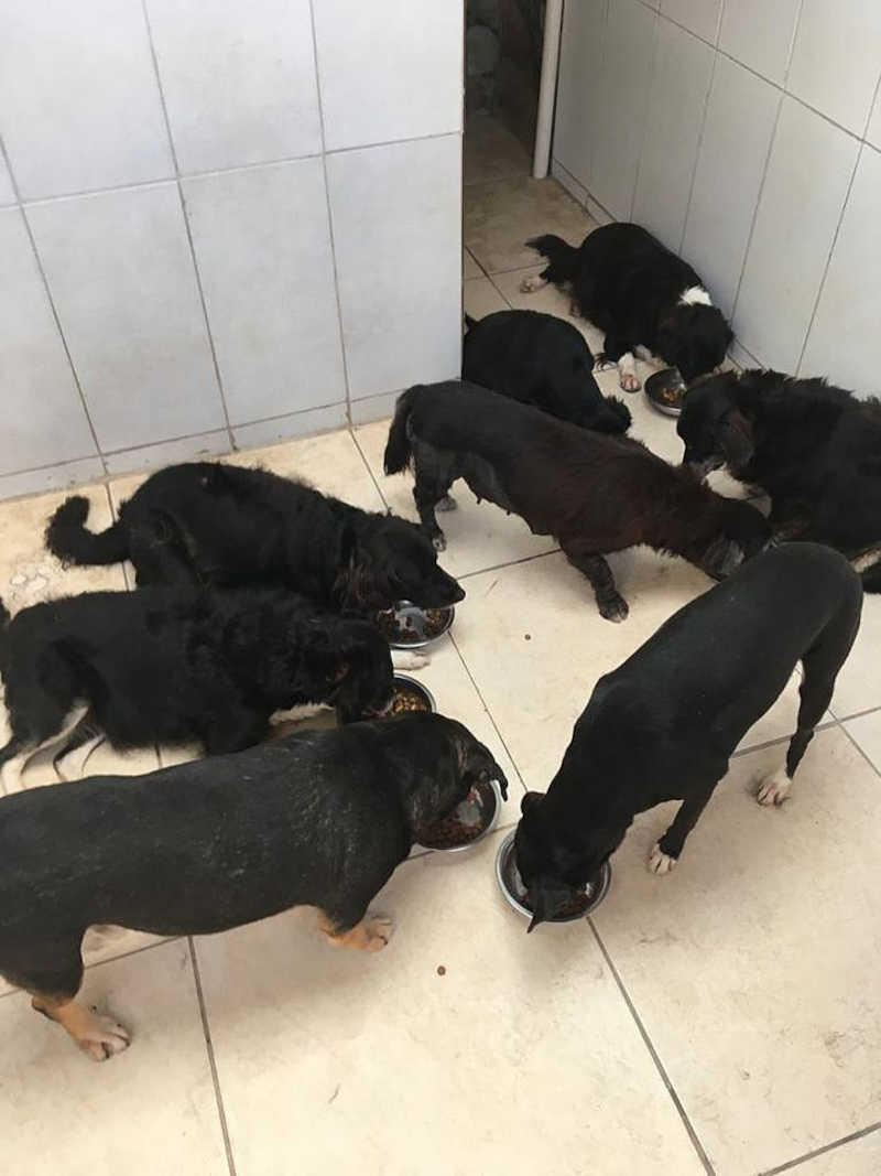 Maceió: cinco cães morrem em quatro dias em casa do bairro do Farol e tutor denuncia envenenamento