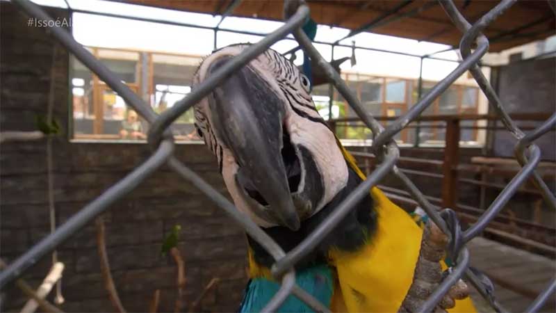 Animais vítimas do tráfico e de maus-tratos são recuperados e viram atração em Maragogi, AL