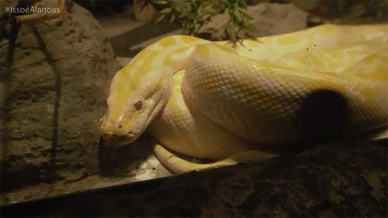 Cobra asiática é uma das mais procuradas pelos visitantes — Foto: Reprodução/TV Gazeta