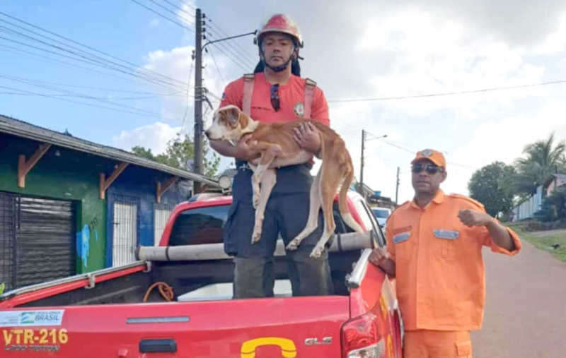 Cão é resgatado após ficar um mês abandonado em casa desocupada