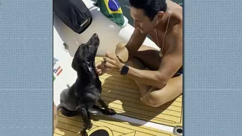 Cadela é resgatada em alto mar na Baía de Todos-os-Santos; animal estava a 10 km da costa e foi encontrada por empresário