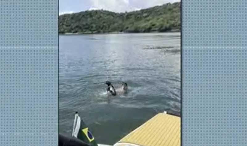 Cadela é resgatada por empresário ao ser encontrada nadando na Baía de Todos-os-Santos — Foto: Reprodução/TV Bahia