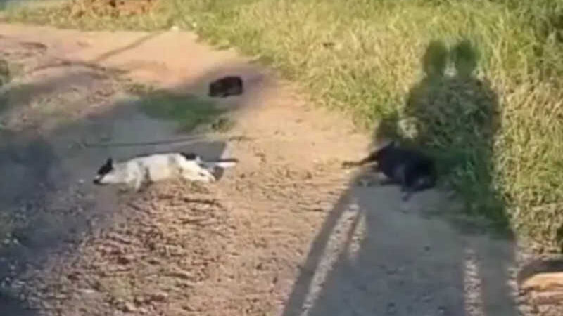 Cães são achados mortos às margens de rodovia em Jacobina, BA; suspeita é de envenenamento