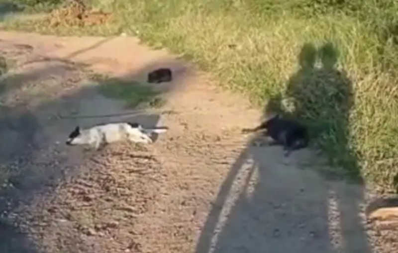 Cães são achados mortos às margens de rodovia em Jacobina, BA; suspeita é de envenenamento