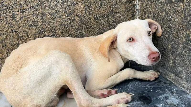 Cachorro com sinais de desnutrição e maus-tratos é abandonado em passeio de órgão público na BA e ganha novo lar