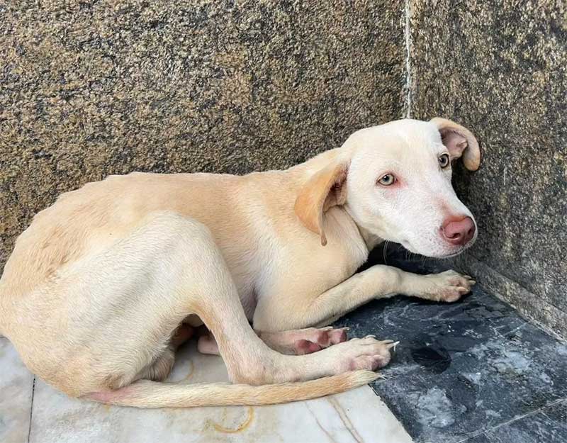 Cachorro com sinais de desnutrição e maus-tratos é abandonado em passeio de órgão público na BA e ganha novo lar