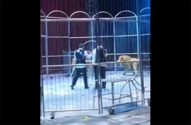 Leões fogem da jaula num espetáculo de circo e lançam o pânico