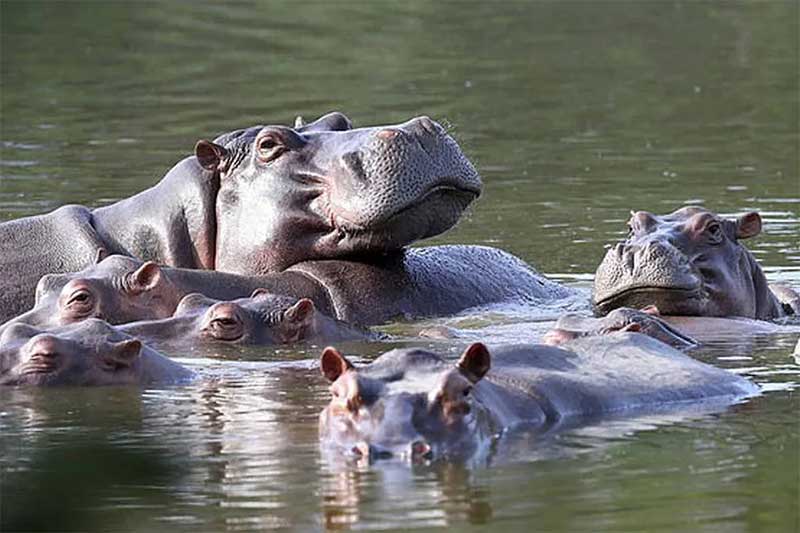 Hipopótamo morre atropelado em rodovia na Colômbia