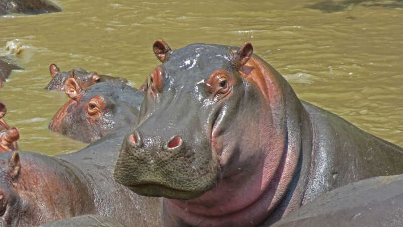 Colômbia estuda ‘caça de controle’ após hipopótamos de Pablo Escobar se tornarem praga