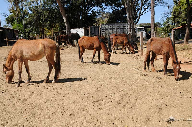 Cavalos no curral da Seagri: quando se identificam maus-tratos, animais são recolhidos para tratamento | Foto: Lúcio Bernardo Jr./Agência Brasília