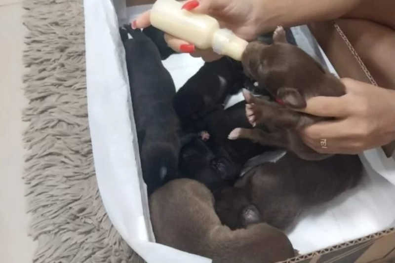 Câmeras flagram mulher abandonando 8 filhotes de cachorro em rua do DF