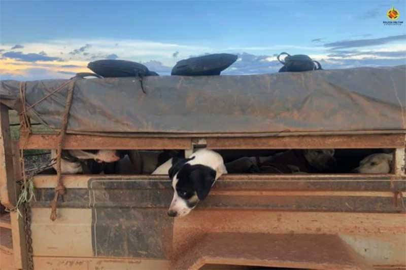 Cães com sinais de maus-tratos escondidos em reboque são resgatados em São Sebastião, DF