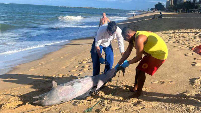 Boto-cinza é encontrado morto em praia de Vila Velha, ES