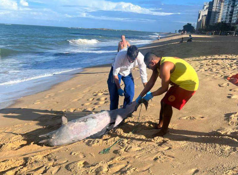 Boto-cinza é encontrado morto em praia de Vila Velha, ES