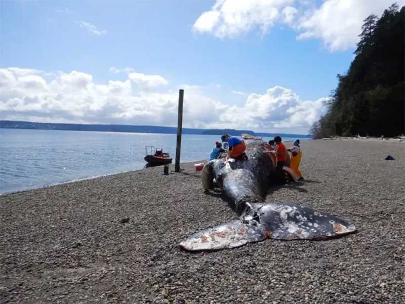 A baleia cinzenta passou por uma necropsia que revelou a causa de sua morte (Crédito: Coletivo de Pesquisa Cascadia)