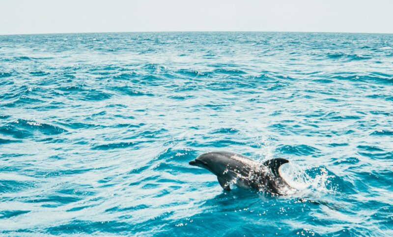 Golfinhos têm medida protetiva contra assédio dos humanos nos EUA