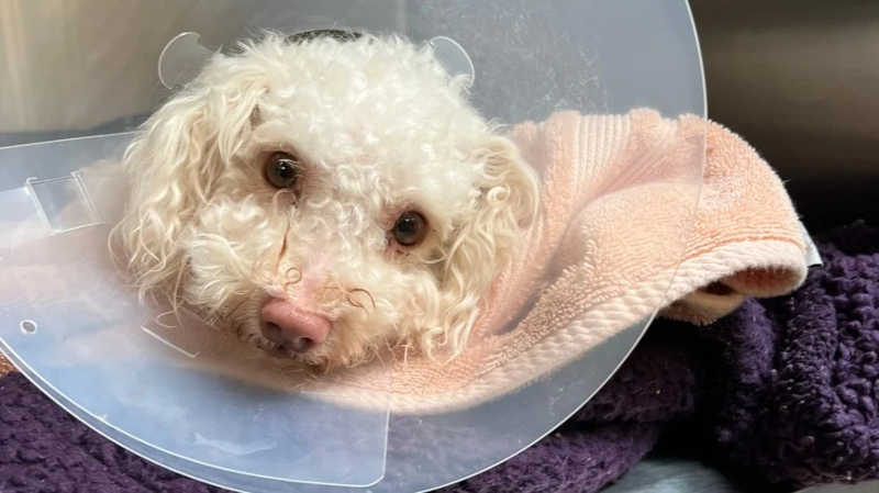 Cão é revivido após sofrer overdose de fentanil: ‘Poderia ter morrido’